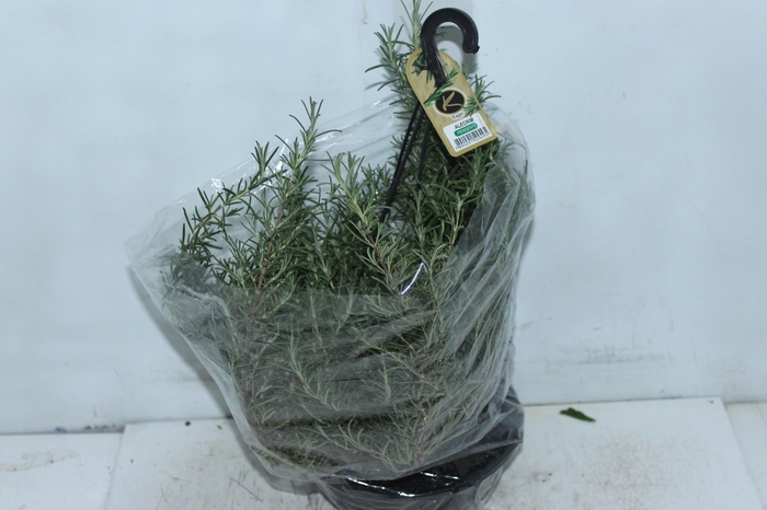 <h4>ALECRIM C21 PENDENTE</h4>