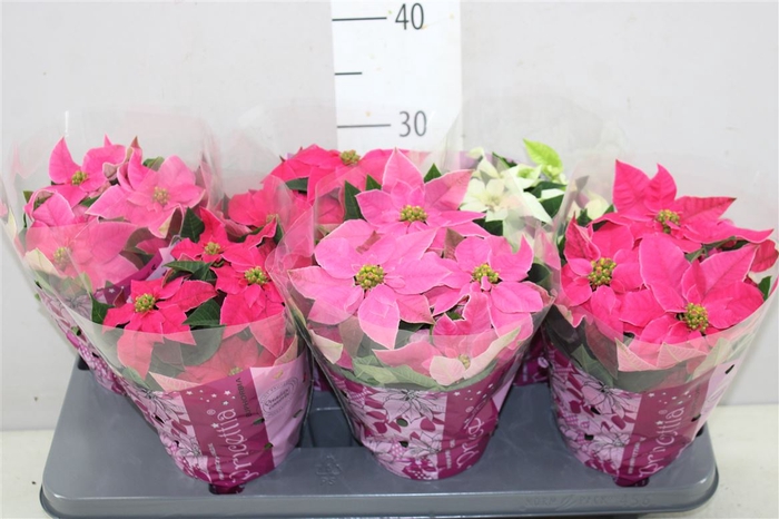 <h4>Euphorbia Princettia Gemengd</h4>