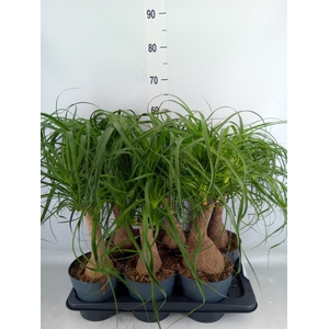 Beaucarnea recurvata