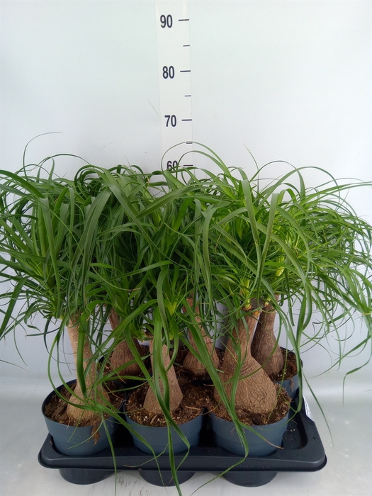 <h4>Beaucarnea recurvata</h4>
