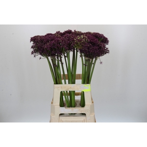 Allium Cherry
