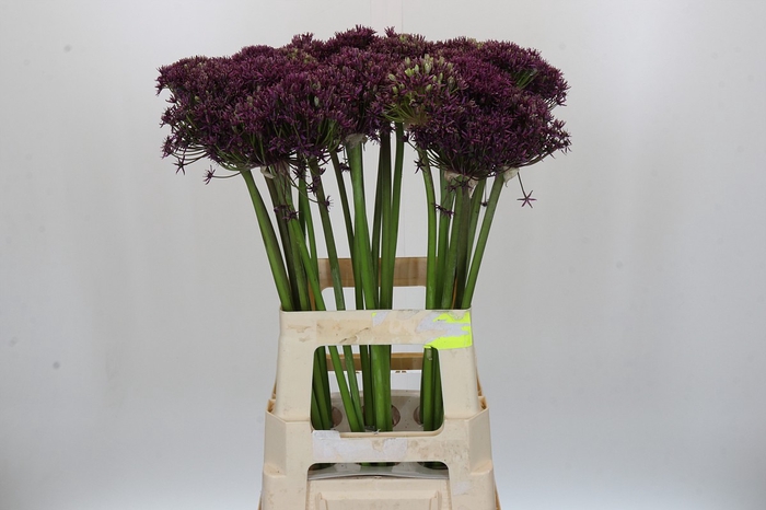 <h4>Allium Cherry</h4>