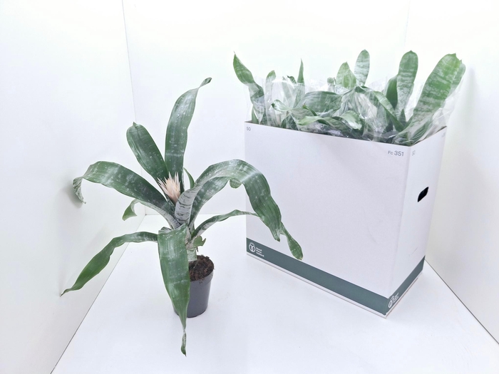 <h4>AECH FAS PRONTOO</h4>