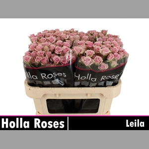 R TR LEILA