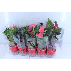 ANTHURIUM VARIADO P12