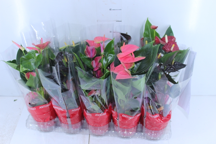 ANTHURIUM VARIADO P12