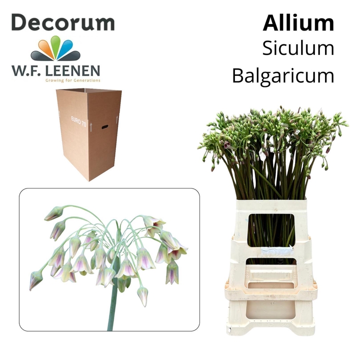 <h4>Siculum Bulgaricum Aqua Box 200</h4>