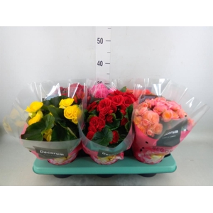 Begonia elat. DU   ...mix