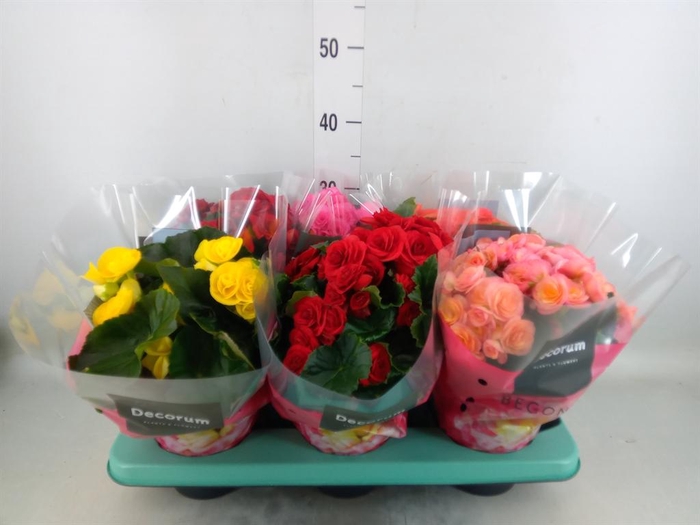 <h4>Begonia elat. DU ...mix</h4>