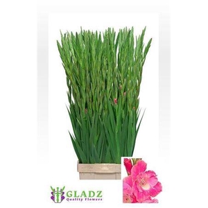 Gladiolus Gr Pink Parrot