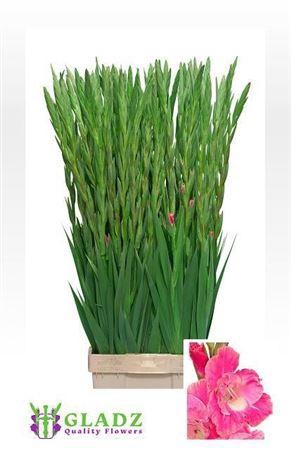 <h4>Gladiolus Gr Pink Parrot</h4>