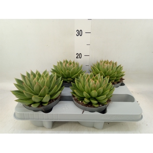Echeveria agavoides