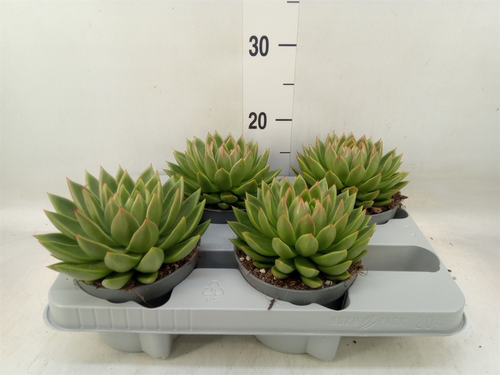 <h4>Echeveria agavoides</h4>