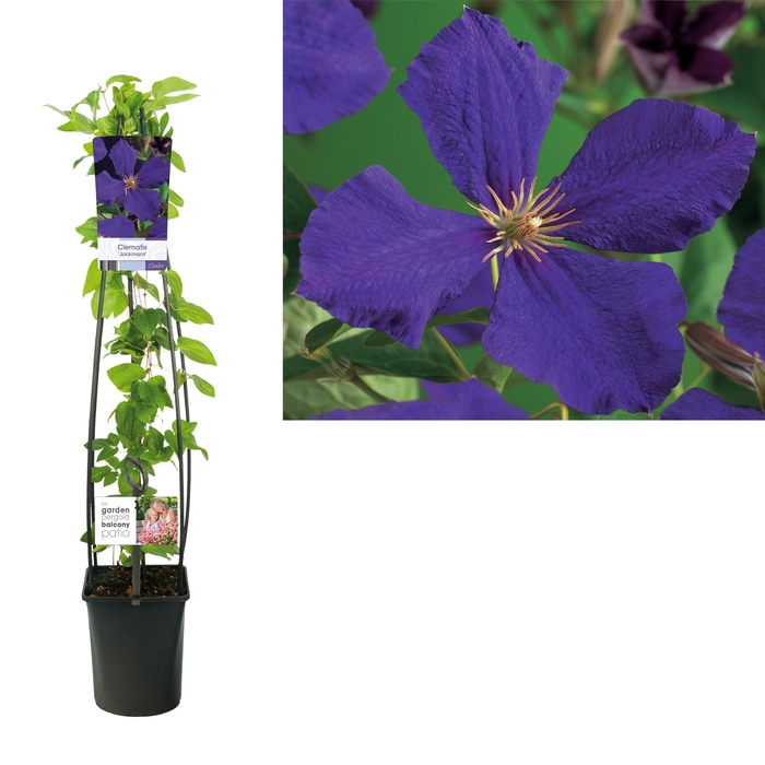 <h4>Clematis 'Jackmanii' +light label</h4>