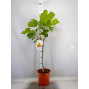 Ficus carica