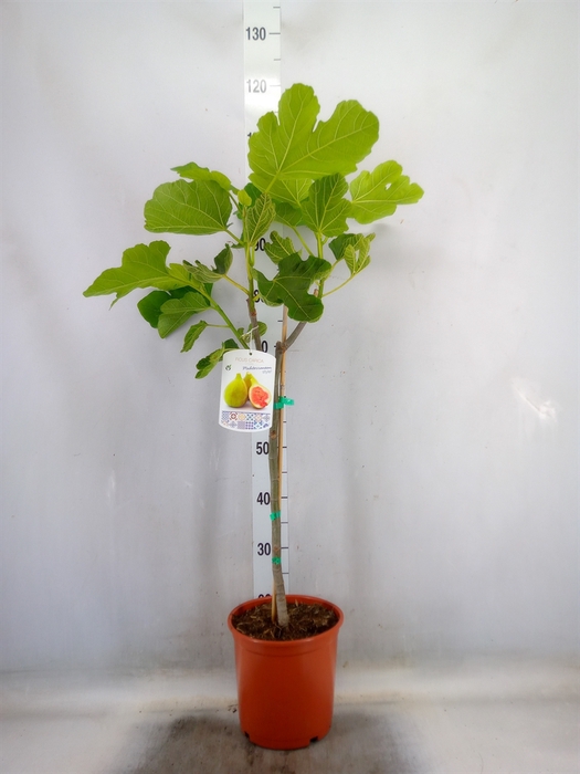 <h4>Ficus carica</h4>