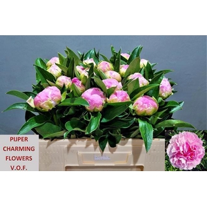 PAEO L PINK GIANT