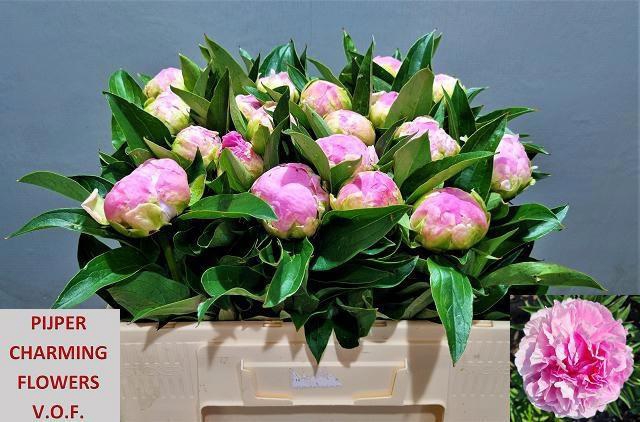 <h4>PAEO L PINK GIANT</h4>