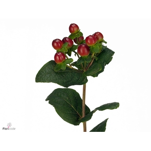 Hyp Mag Royal Seasons