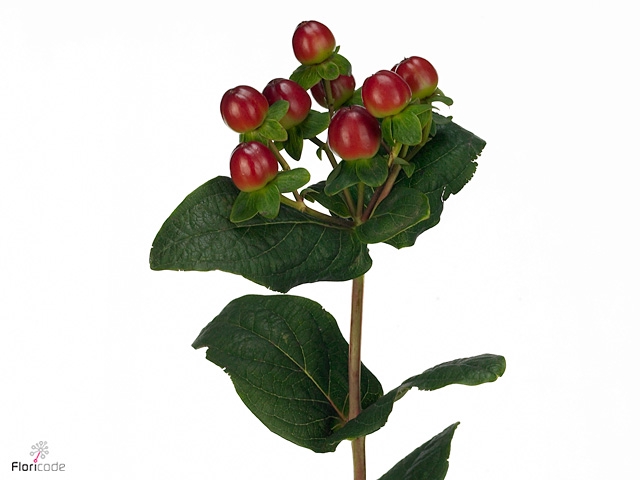 <h4>Hyp Mag Royal Seasons</h4>