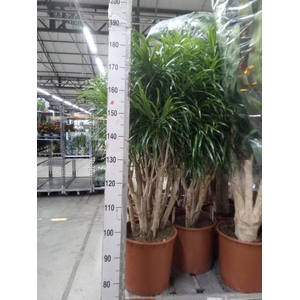 Dracaena refl. 'Anita'