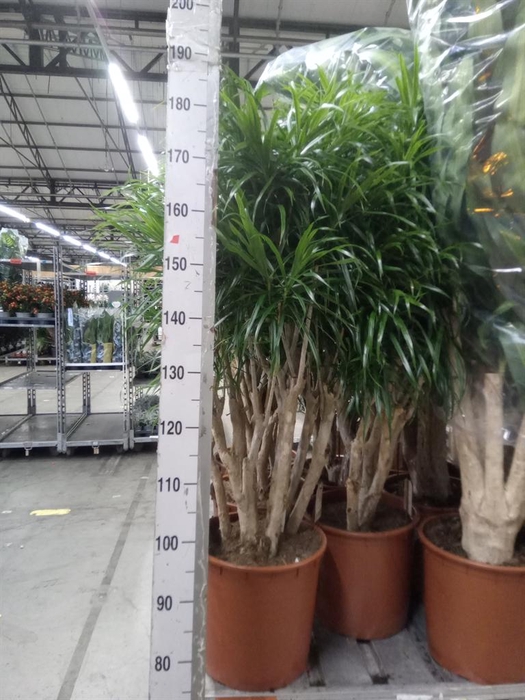 <h4>Dracaena refl. 'Anita'</h4>