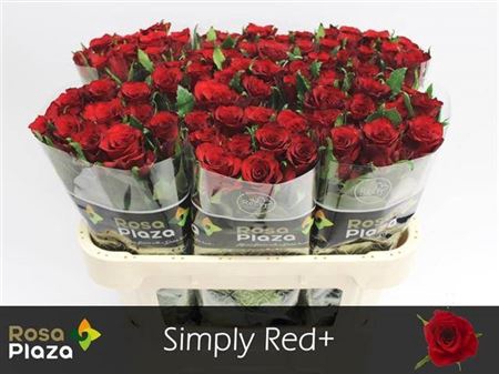 <h4>R Gr Simply Red+</h4>