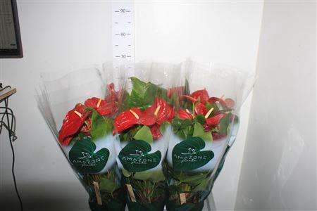 <h4>Anthu An Nevada 6-8</h4>