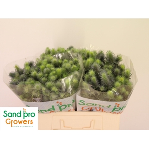 ERYN PACIFI BLUE SKY