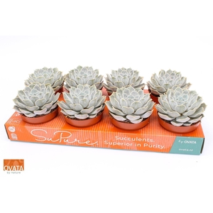Echeveria lilacina Silver Pearl