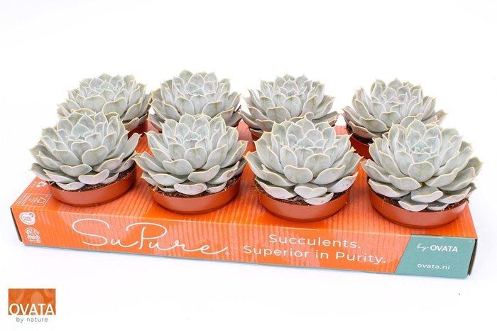 <h4>Echeveria lilacina Silver Pearl</h4>