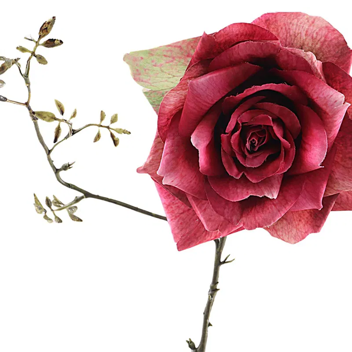 <h4>Rosa Spray Beauty FL440207BEA</h4>