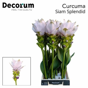 Curcuma Al Siam Splendid X12