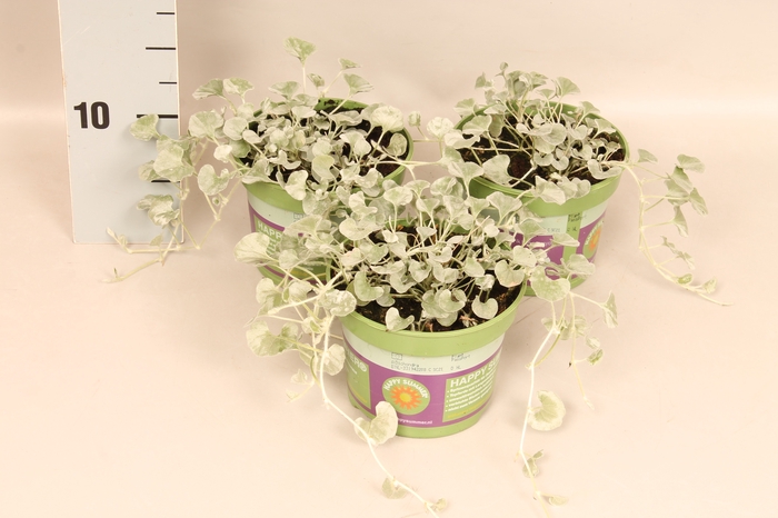 Dichondra Silver Falls Grey