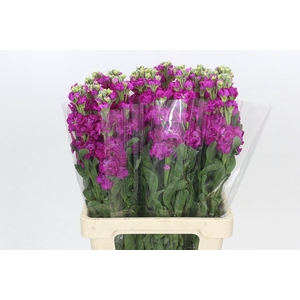 Matthiola Iron Rose