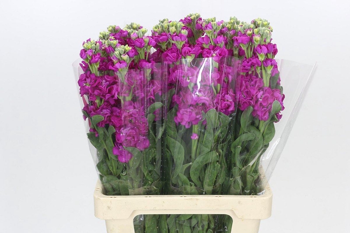 <h4>Matthiola Iron Rose</h4>