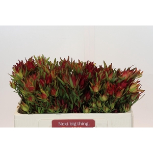 Leucadendron Yellow Blush Spray