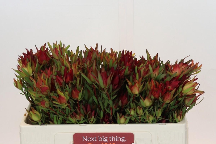 Leucadendron Yellow Blush Spray