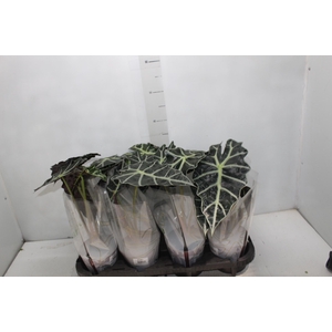 ALOCASIA POLLY P12