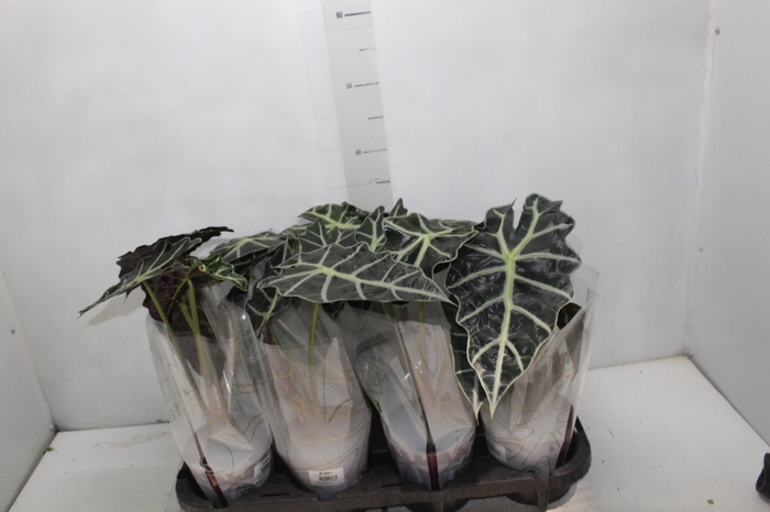 <h4>ALOCASIA POLLY P12</h4>