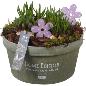 6298 MUSC HOME EDITION