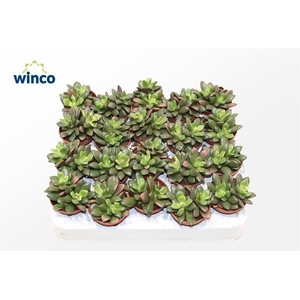 Anacampseros Sunrise