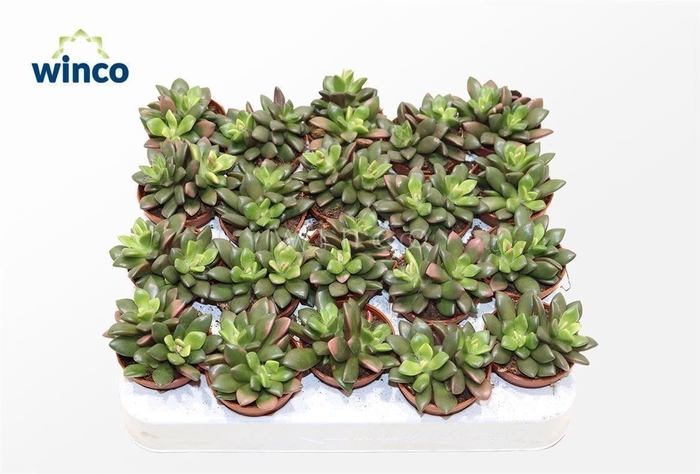 <h4>Anacampseros Sunrise</h4>