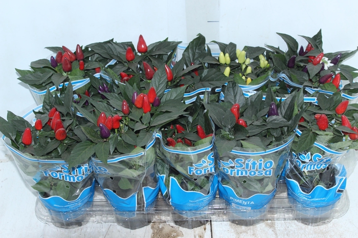 <h4>PIMENTA P11</h4>