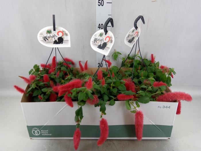 <h4>Acalypha hispida</h4>