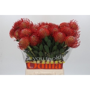 Nutans Ayoba Red