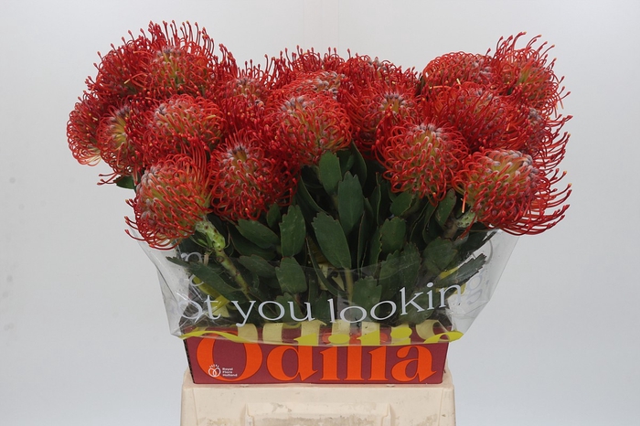 Nutans Ayoba Red
