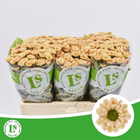 <h4>Chrysanthemum SA 'Rossi Salmon'</h4>