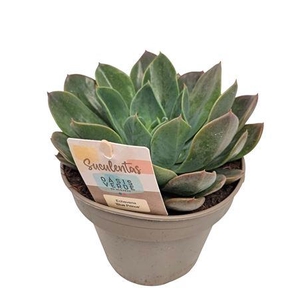 Echeveria Blue Prince - 1154