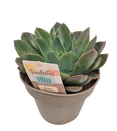 <h4>Echeveria Blue Prince - 1154</h4>
